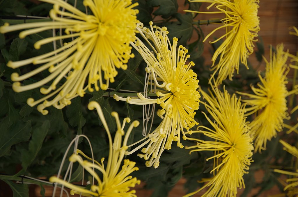 糸菊