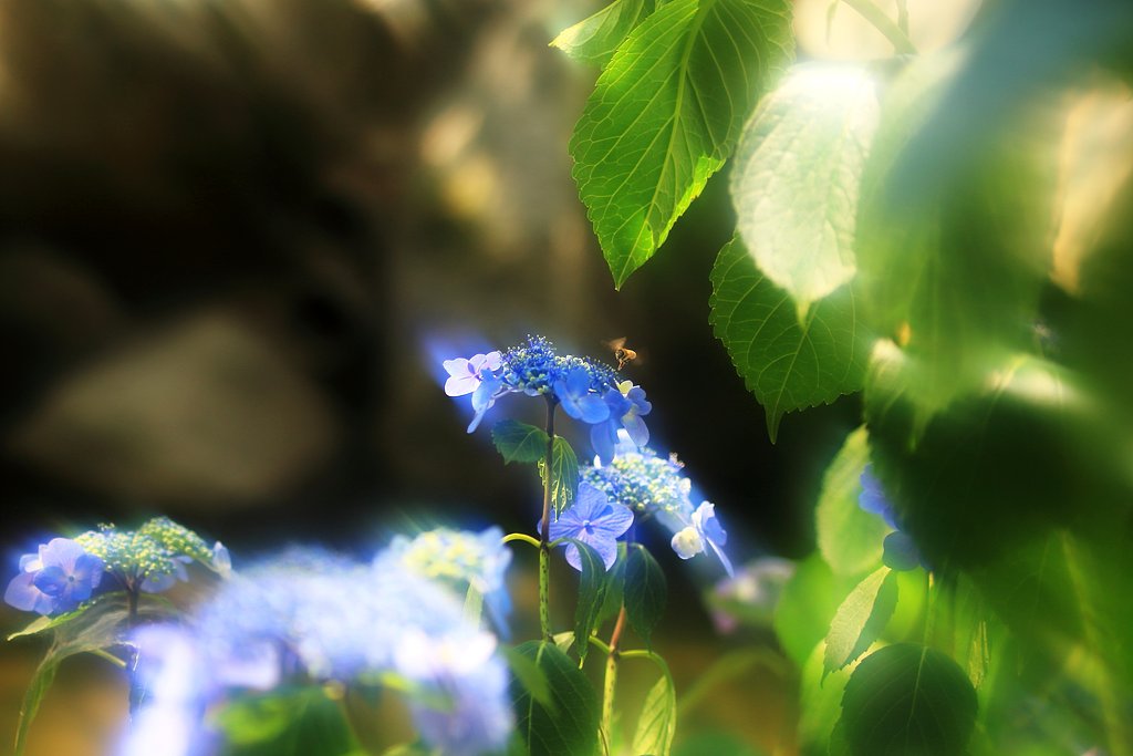 ６月の暑い日
