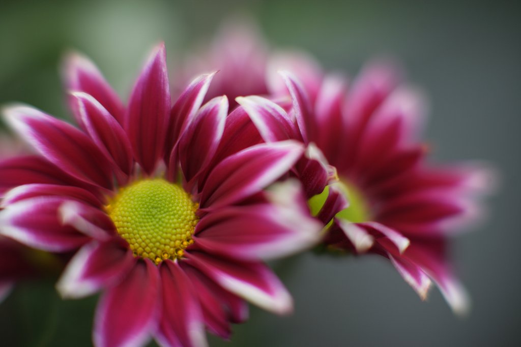 菊　３
