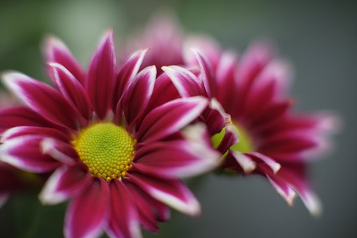 菊　３
