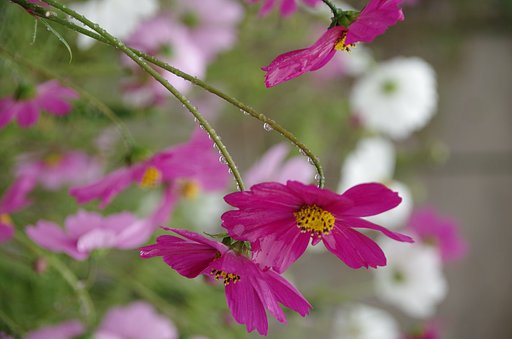【いのち】花
