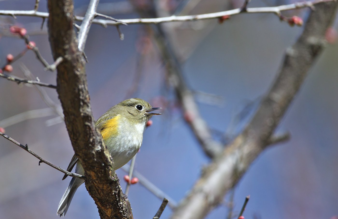 鳴くのは早い