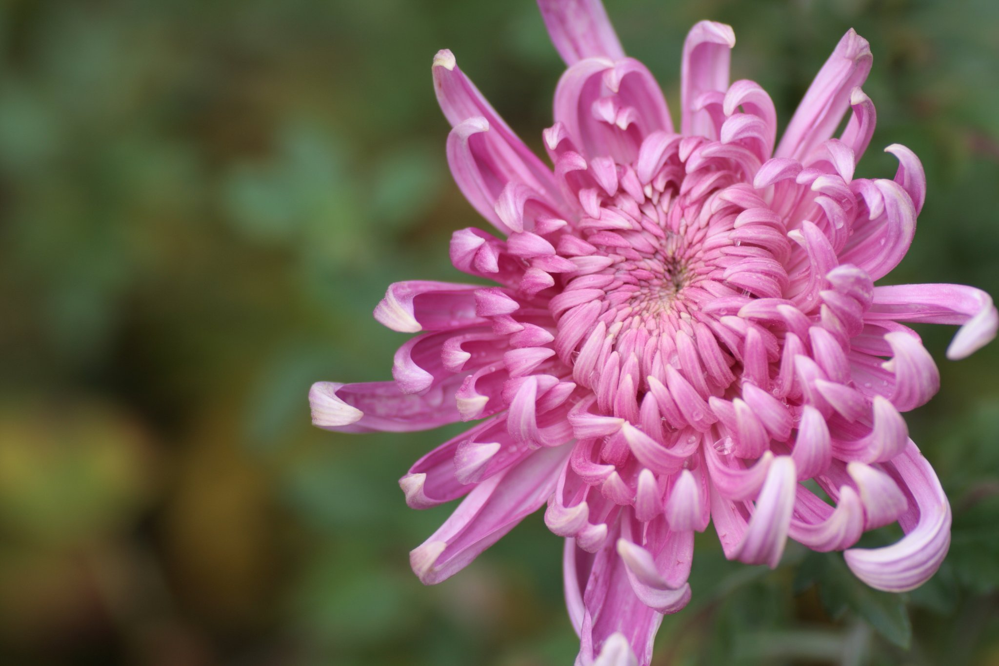菊　４