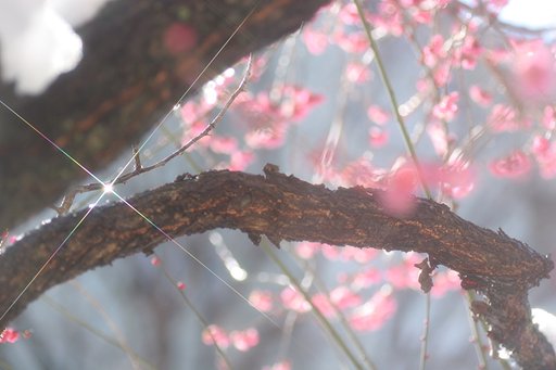 淡雪・・・