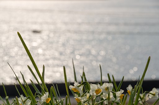 水仙