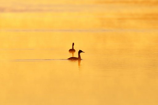 【いのち】つがい