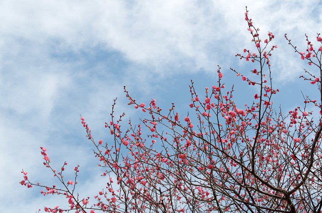 梅の花