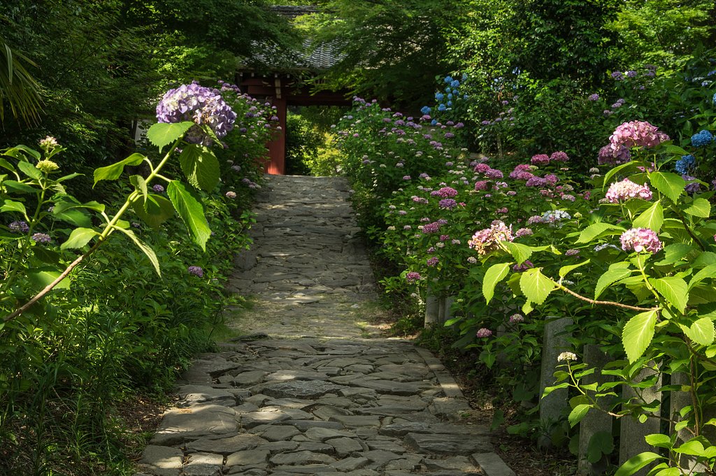 あじさい寺