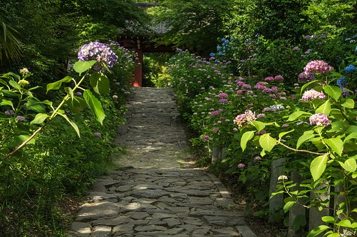 あじさい寺