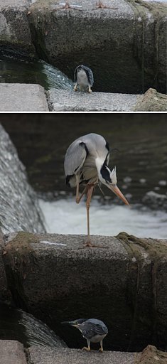 キョロ（ササ）の食事苦労