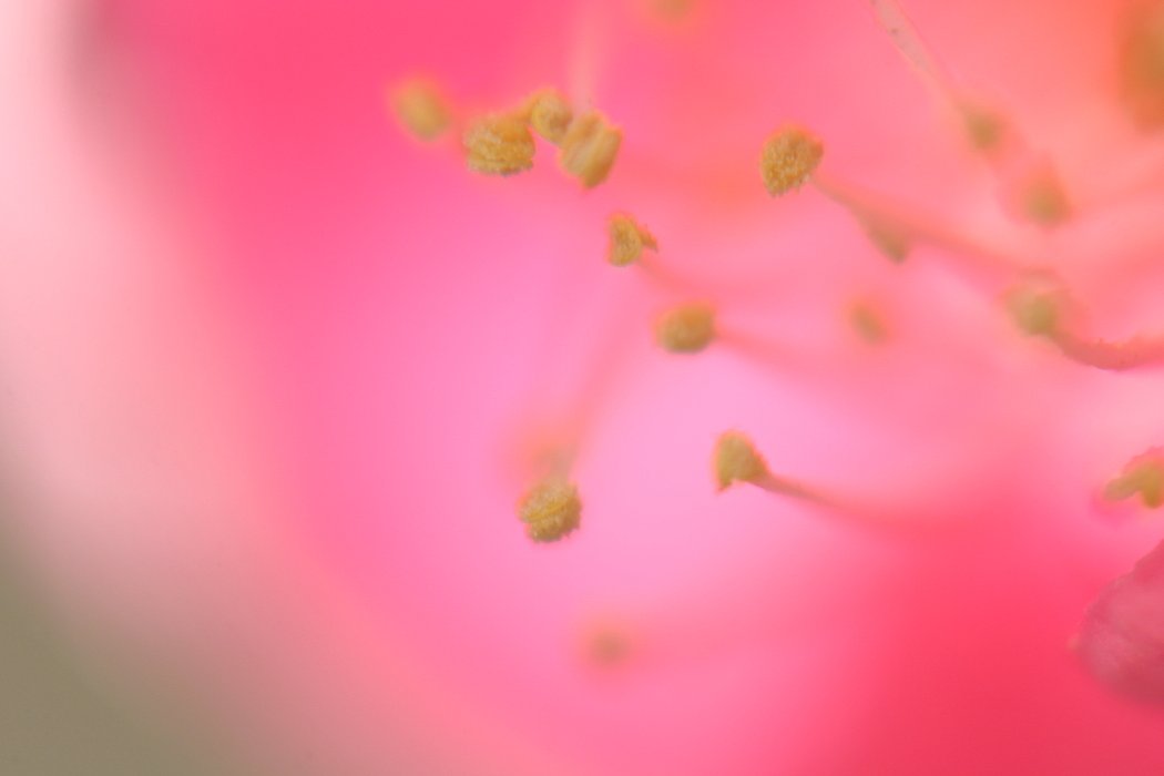 紅梅のしべ
