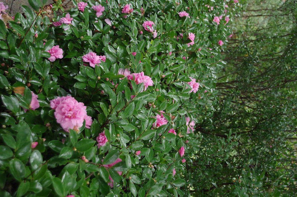 山茶花