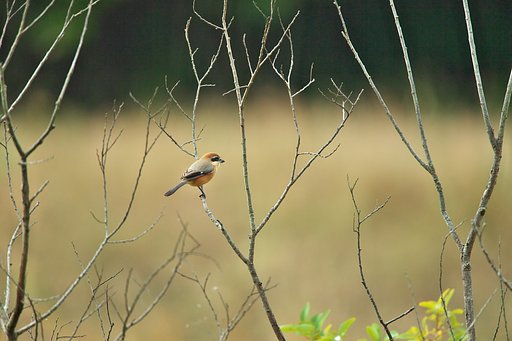 モズが枯れ木で