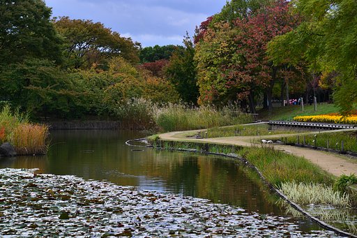 公園の秋
