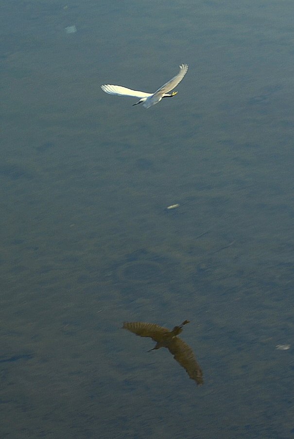 水鳥俯瞰