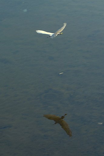 水鳥俯瞰