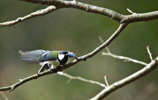 飛びます！