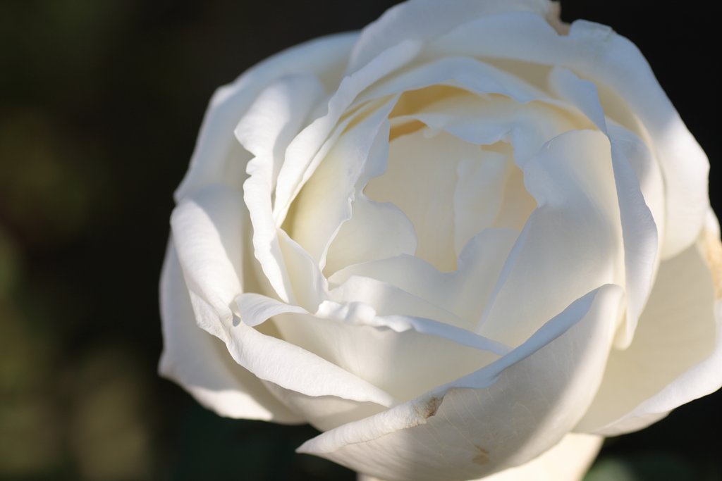 薔薇