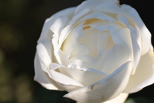 薔薇