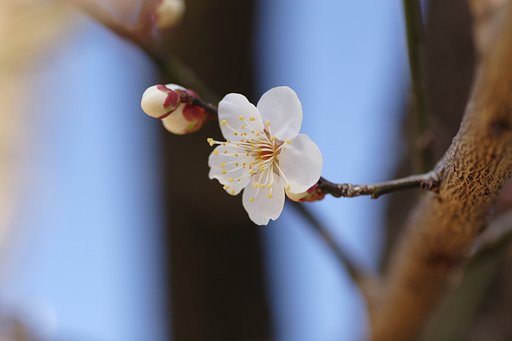白梅