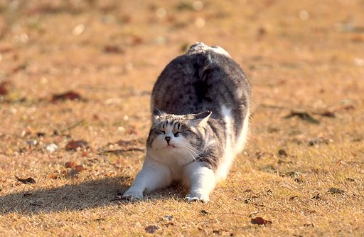伸