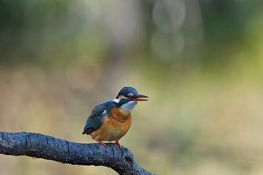 見・カワセミ