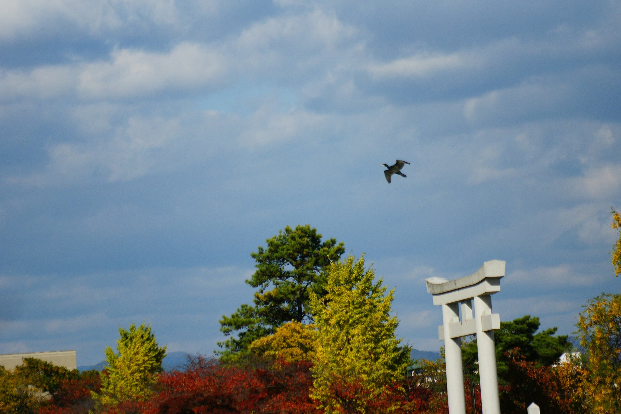 紅葉と野鳥