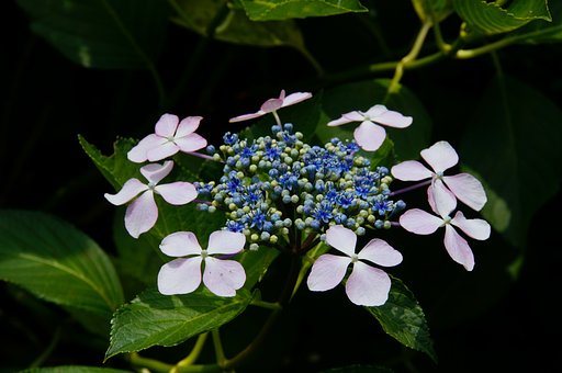 額紫陽花