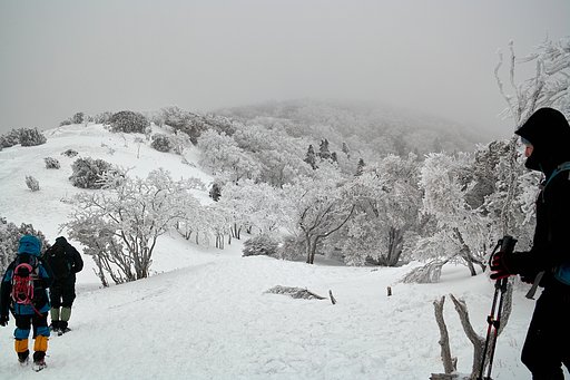 霧氷の森