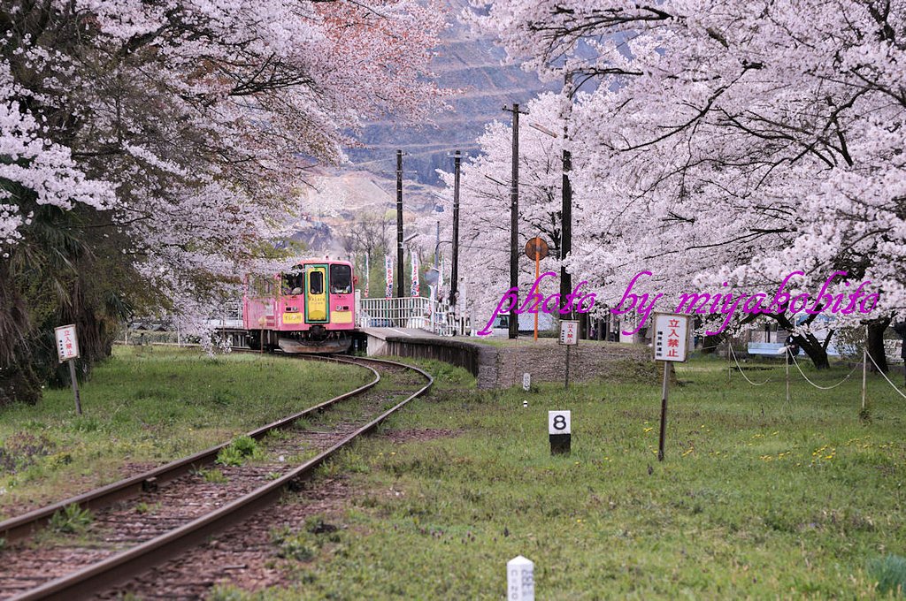 桜のトンネル