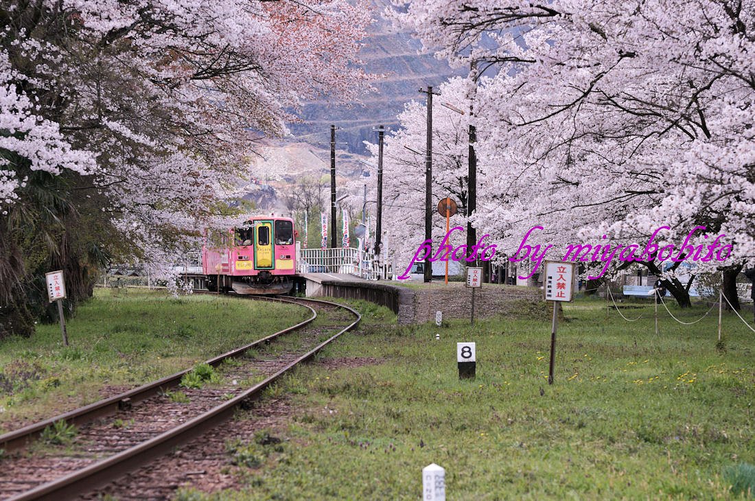 桜のトンネル