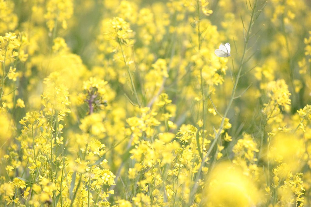 春の野原