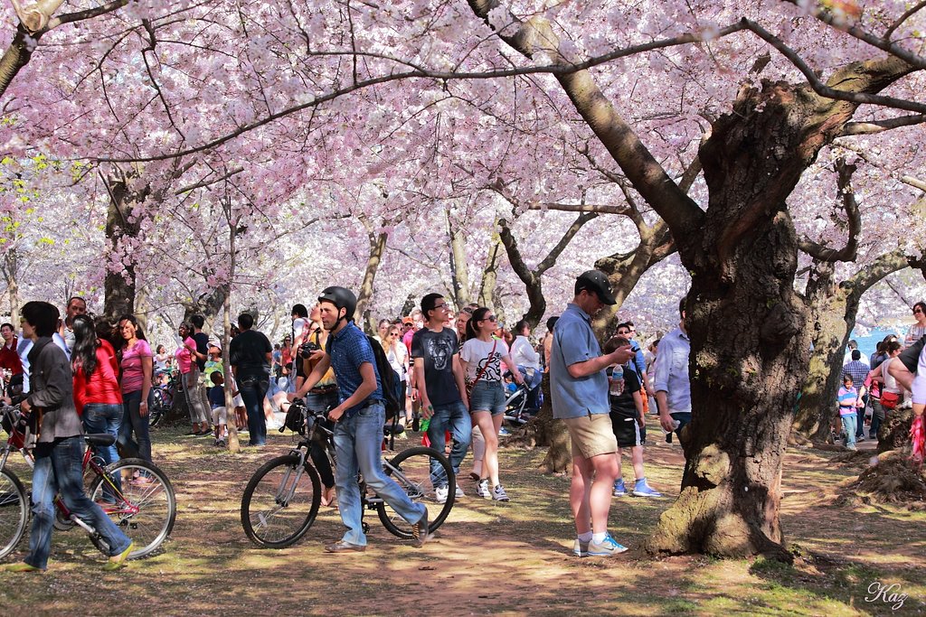 桜の屋根