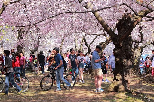 桜の屋根