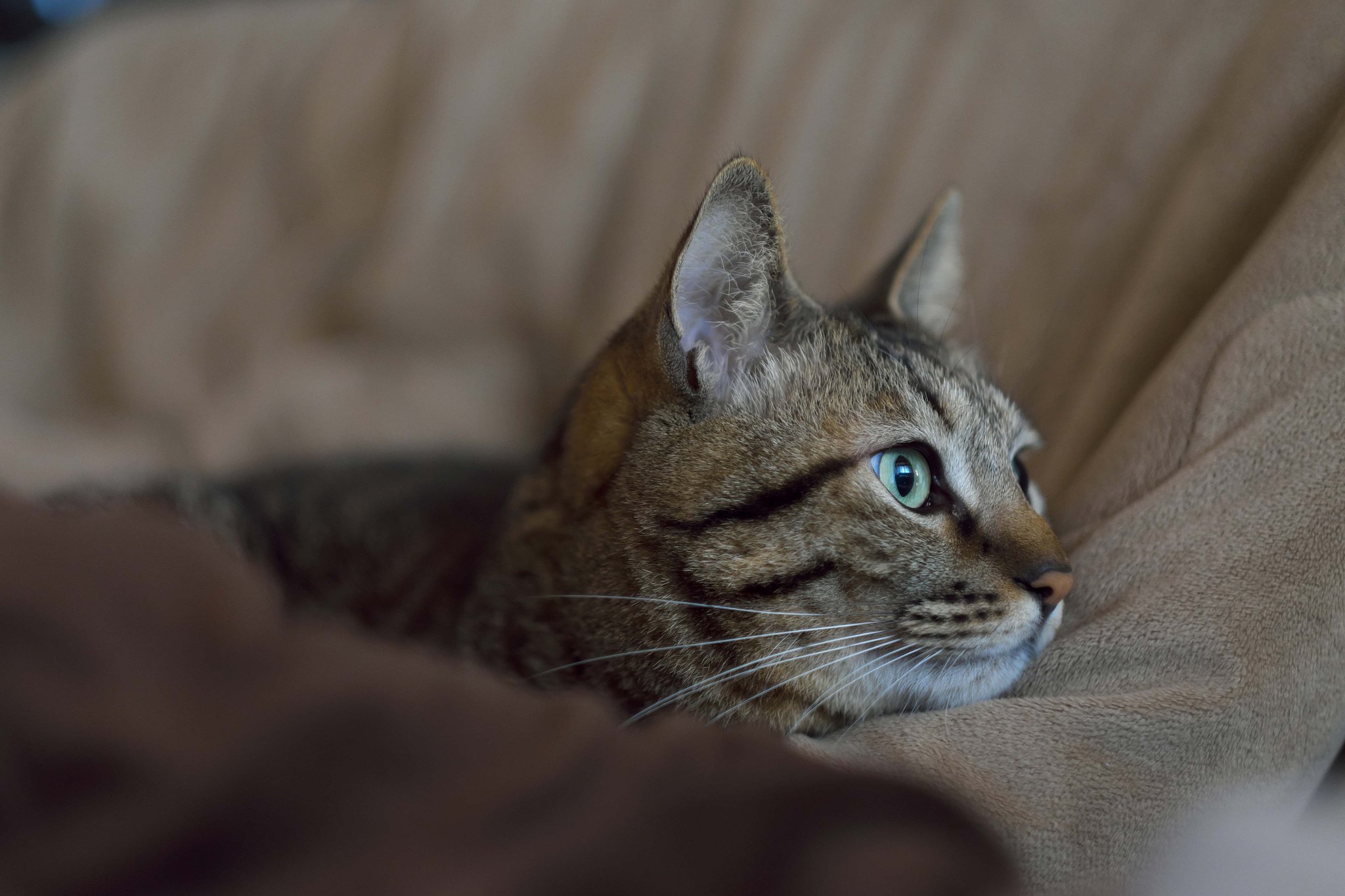 iso800
