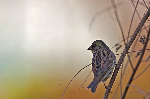 淡・アオジ