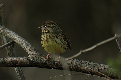 朝のご褒美