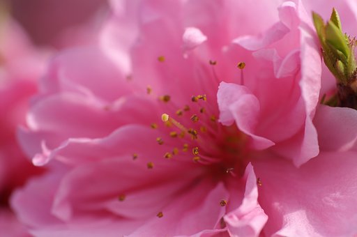 桃の花見（２）