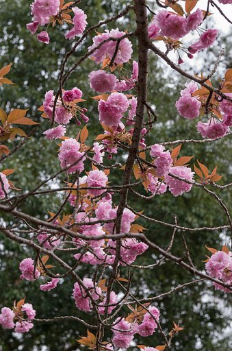 八重桜