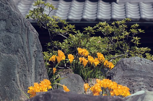 庭石豪華なフリージア邸