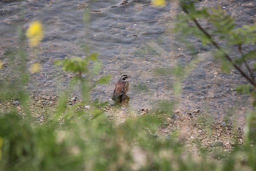 ツグミ。水浴び大好き！