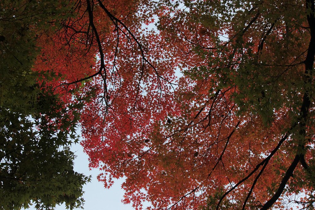 大樹の森、空楓染まりゆく