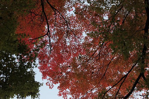 大樹の森、空楓染まりゆく