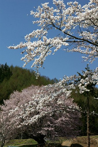 去年のばかりでゴメンナサイ。　＃２