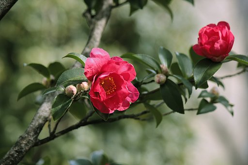 山茶花（寒椿）