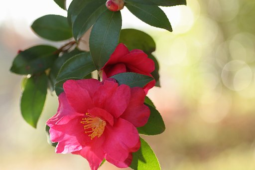 山茶花
