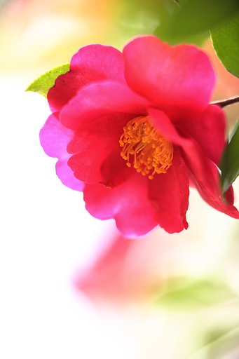 山茶花トロピカル調