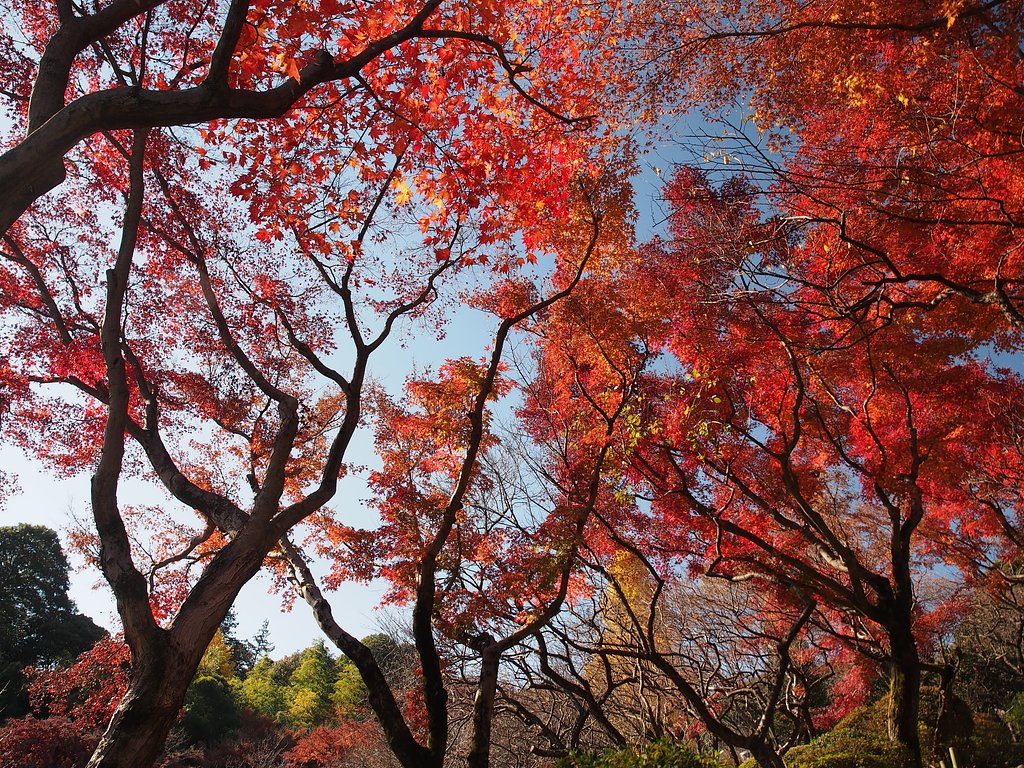 晩秋の焔
