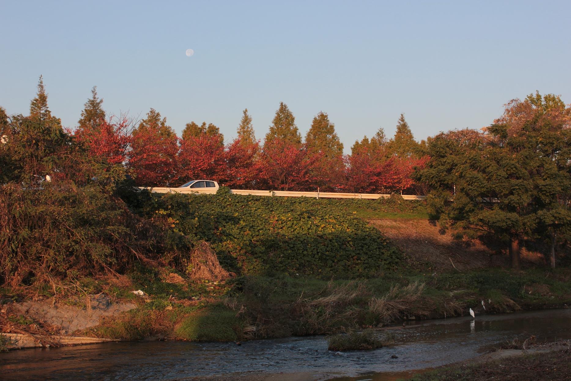 朝月と白鷺