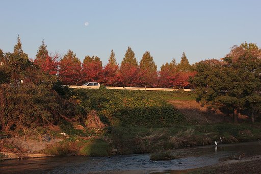 朝月と白鷺